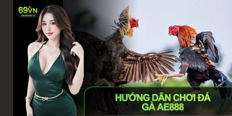 Tham gia đá gà dễ dàng chỉ với 4 bước